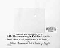 Heterosphaeria patella image